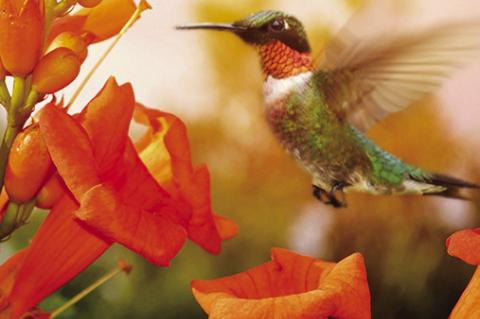 Pictured is a ruby-throated hummingbird hovering over a blooming trumpet vine. Kathleen Guill | Press-Leader