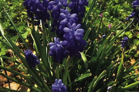 Kathleen Guill | Press-Leader Grape Hyacinths are seen by many as weeds, but others enjoy having them show up in their yards or gardens every spring.